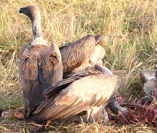 Weissrueckengeier, Gyps arficanus